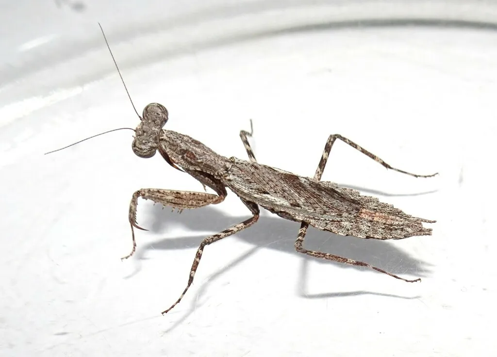 Nanomantidae - photo 2