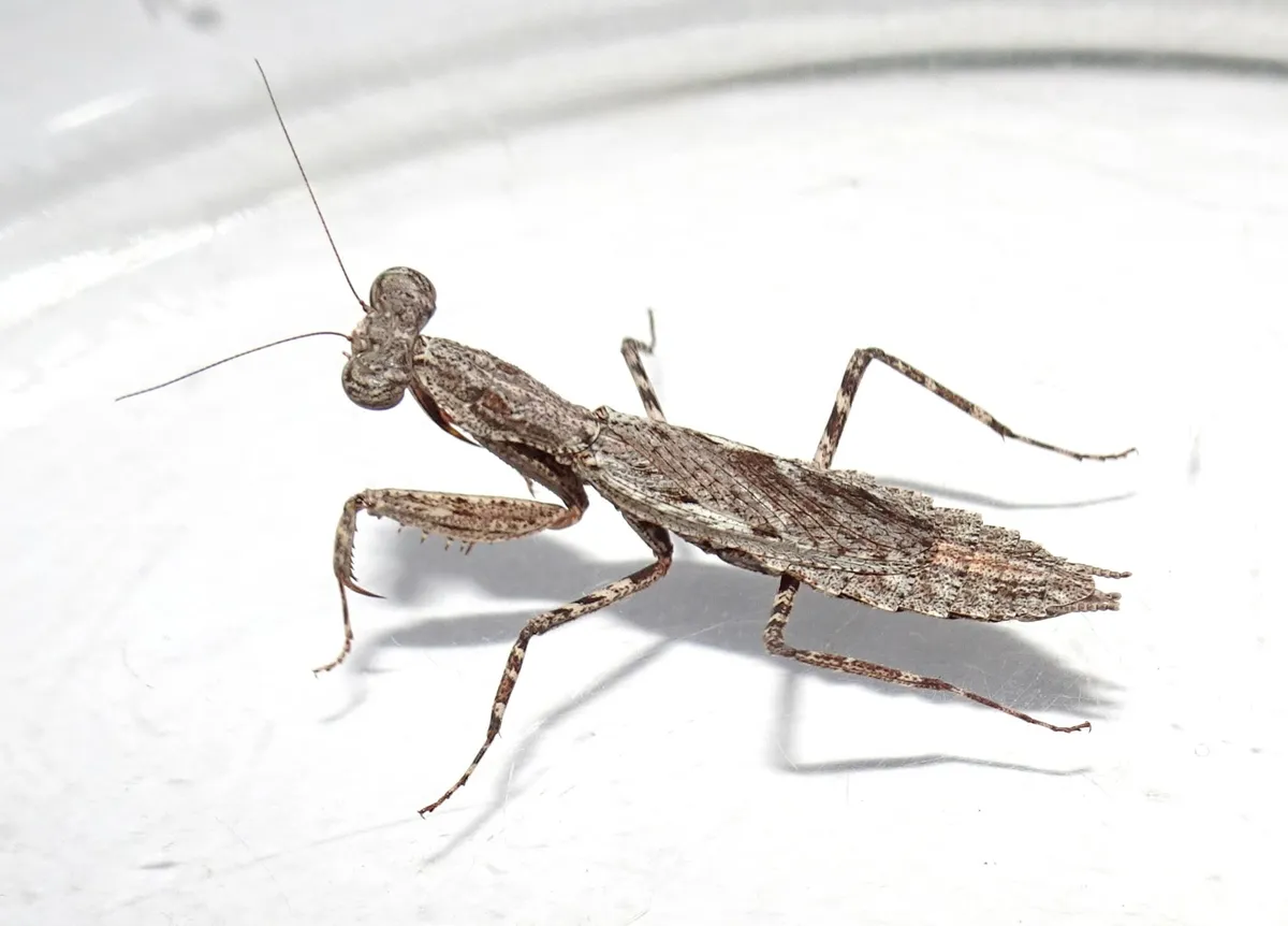 Nanomantidae - photo 3