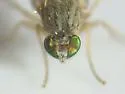 Nanomyina barbata - photo 3
