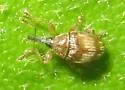 Nanophyes brevis - Nanophyes brevis