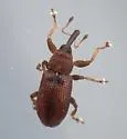 Nanops schwarzi - photo 4