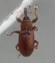 Nanops schwarzi - photo 5