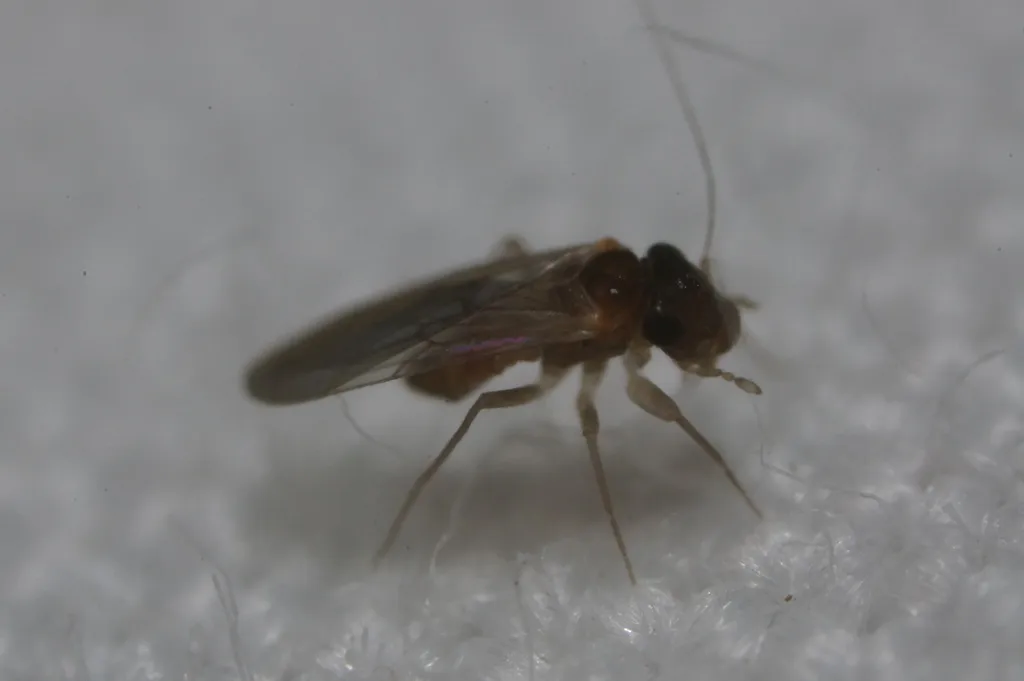 Nanopsocus oceanicus - photo 2