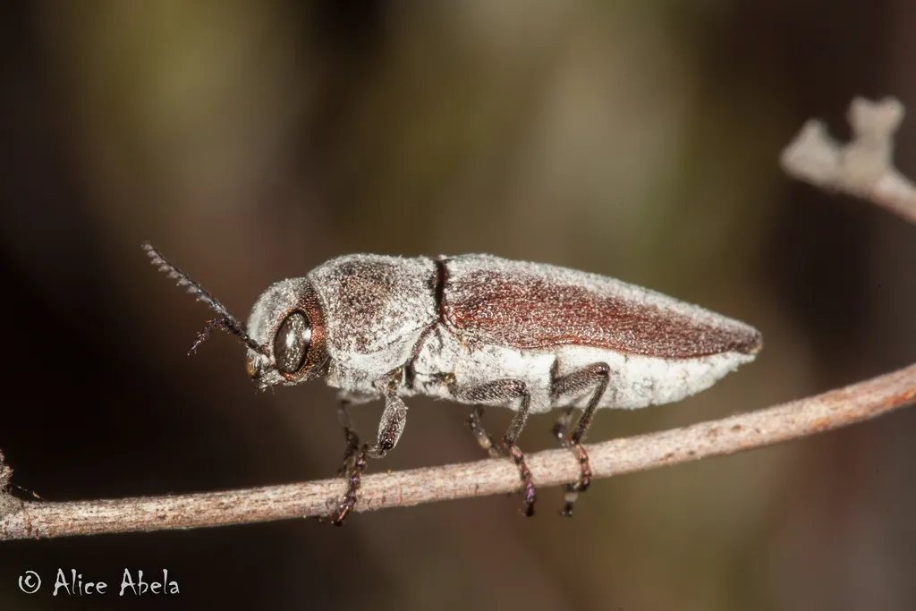 Nanularia brunneata - photo 2
