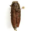 Nanularia pygmaea - Nanularia pygmaea