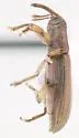 Nanus uniformis - photo 2