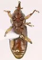 Nanus uniformis - photo 3