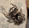 Naphrys acerba - Naphrys acerba