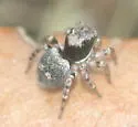 Naphrys acerba - photo 2