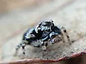 Naphrys acerba - photo 4
