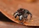 Naphrys bufoides