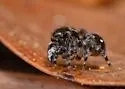 Naphrys bufoides - photo 3