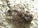 Naphrys pulex - photo 2