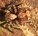 Naphrys pulex - photo 3