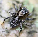 Naphrys pulex - photo 4