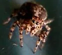 Naphrys pulex - photo 5