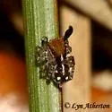 Naphrys xerophila - photo 2