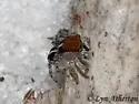 Naphrys xerophila - photo 3