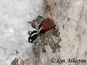 Naphrys xerophila - photo 4