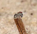 Naphrys xerophila - photo 5