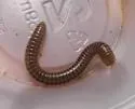 Narceus woodruffi - photo 2