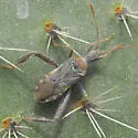 Narnia inornata