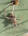 Narnia inornata - photo 3