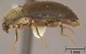 Narpus angustus - photo 2