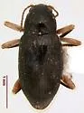 Narpus angustus - photo 3