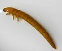 Narpus concolor - photo 2