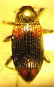 Narpus concolor - photo 3