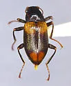 Narpus concolor - photo 5