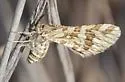 Green Broomweed Looper - Hodges#6420 - photo 3