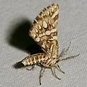Green Broomweed Looper - Hodges#6420 - photo 4