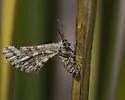 Green Broomweed Looper - Hodges#6420 - photo 5