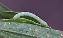 Ohoopee Inchworm Moth - Hodges#6420.1 - photo 3
