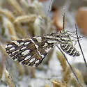 Ohoopee Inchworm Moth - Hodges#6420.1 - photo 4