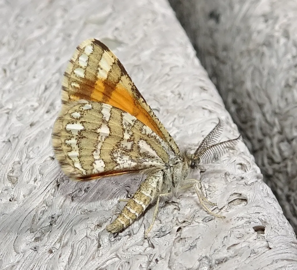 Fernadella stalachtaria - Hodges#6421 - photo 2