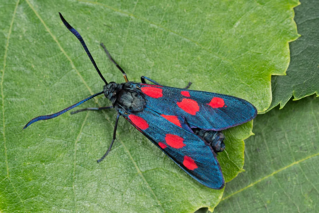 Narrow-bordered Five-spot Burnet Moth - photo 2