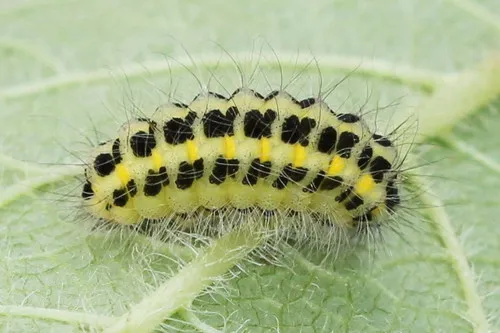 Narrow-bordered Five-spot Burnet Moth - photo 4