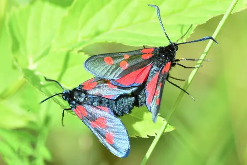 Narrow-bordered Five-spot Burnet Moth - photo 6