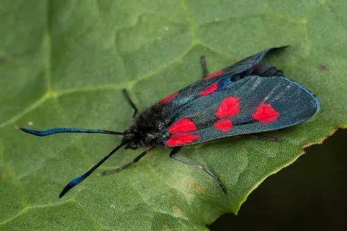 Narrow-bordered Five-spot Burnet Moth - photo 7