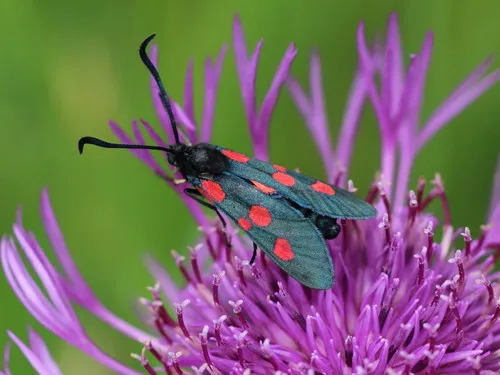 Narrow-bordered Five-spot Burnet Moth - photo 8