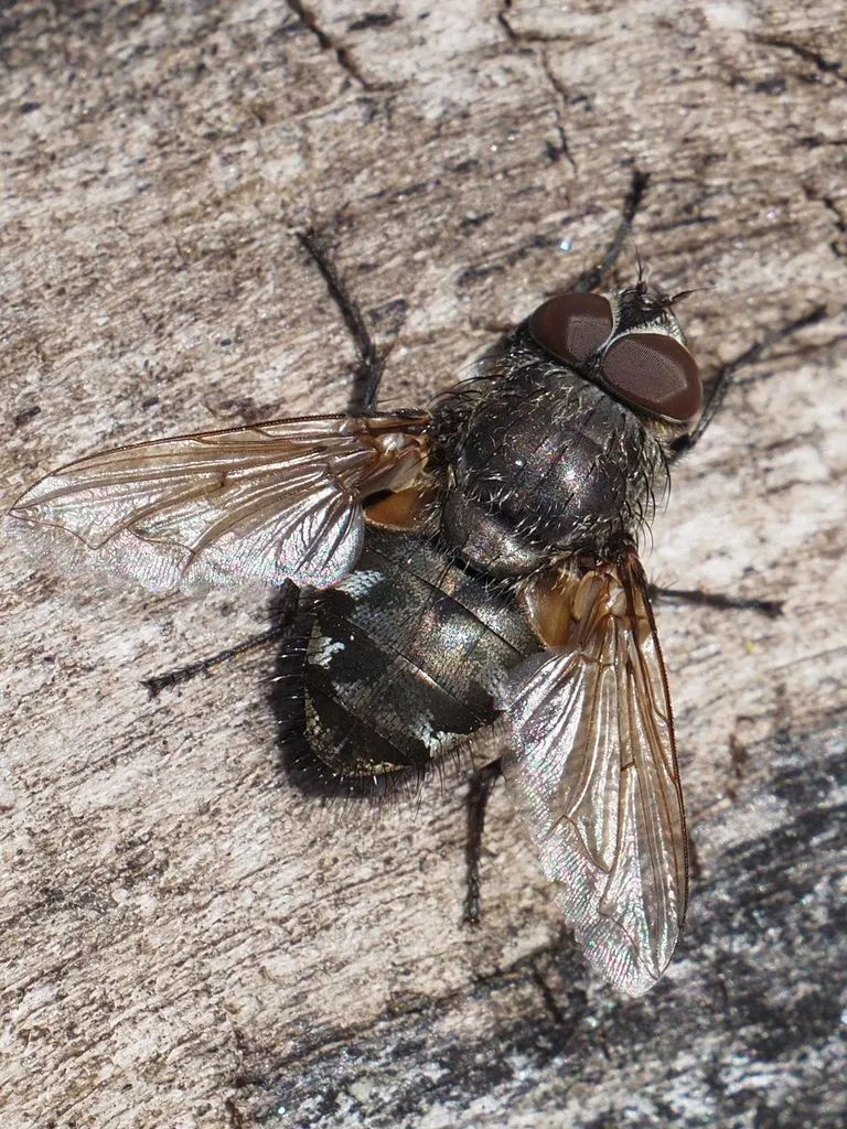 Narrow-cheeked Clusterfly - photo 2