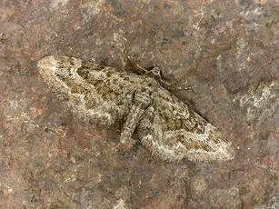 Narrow-winged Pug - Eupithecia nanata