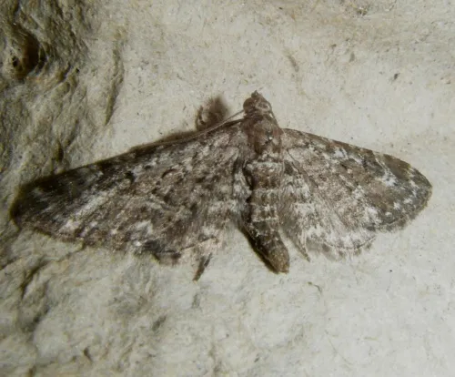 Narrow-winged Pug - photo 2