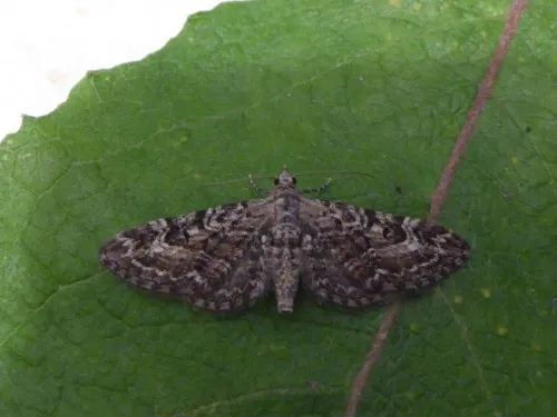 Narrow-winged Pug - photo 3