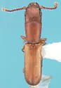 Narthecius grandiceps