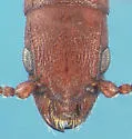 Narthecius grandiceps - photo 2