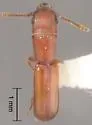 Narthecius striaticeps